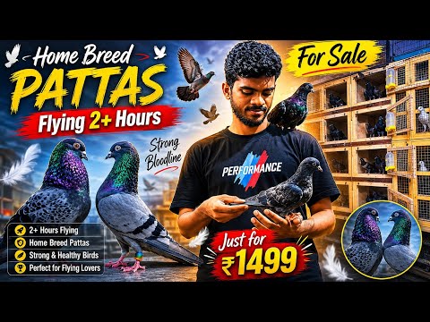 Top class pigeon pattas for sale 🤑🕊️ ready to fly 2hrs