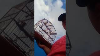 Papa Capim CIGANO + ENCARTE DE MUITA MELODIA + 10 MINUTOS DE CANTO E 5 MINUTOS DE DESCANSO.