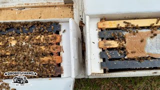 Equalizing The Bee Packages