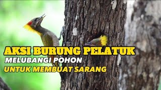BEGINILAH CARA BURUNG PELATUK MELUBANGI KAYU YANG KERAS!!