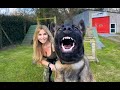 THE FIERCEST BELGIAN MALINOIS WILDLIFE PROTECTION DOGS の動画、YouTube動画。
