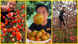 Vườn trái cây rau củ quả ở Trung Quốc (P16) - Ăn tại vườn cực đã  🍉🍈🍇Fruit farms in China