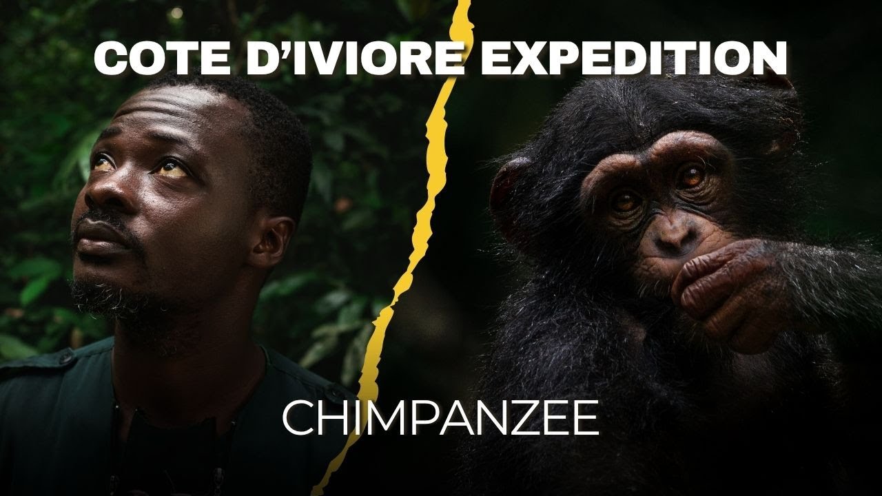 Chimp Expedition Cote d'ivoire