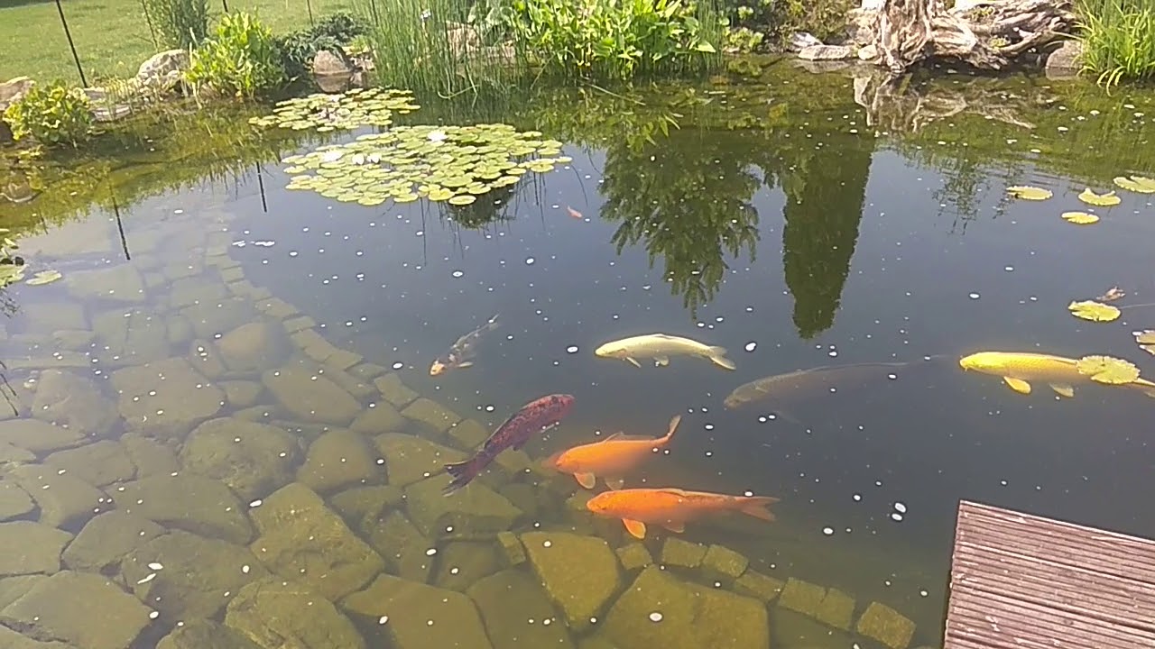 Zahradní jezírko 30 kubíků po šesti letech