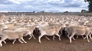 2021 DROP AUSTRALIAN WHITE JOINED EWES.