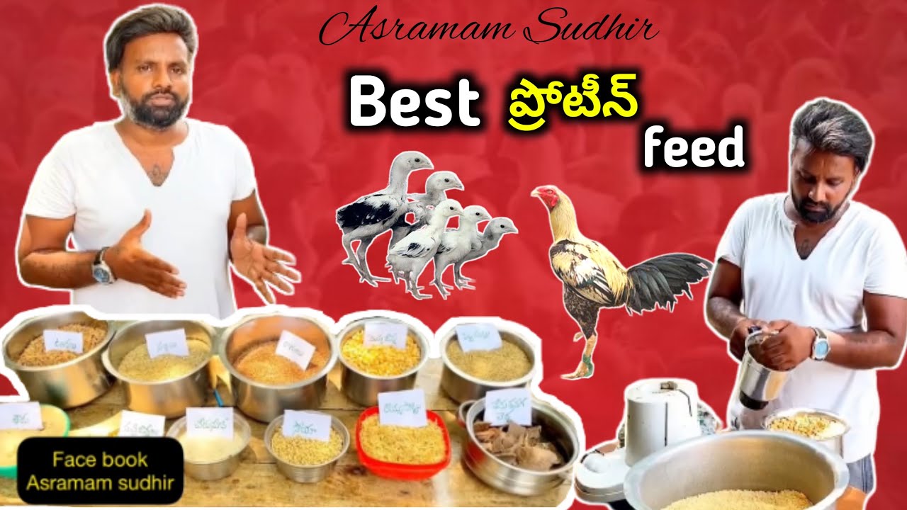 కోడిపిల్లలకి ఈ ఫీడ్ బాగుంటుంది @asramamsudhir