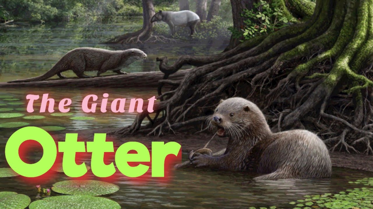 The giant otters cute but dangerous | otters | Amazon animal research