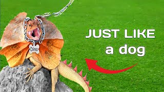 I Got a Pet Dinosaur (kinda)