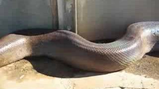 HUGE Snake SCARY!!!