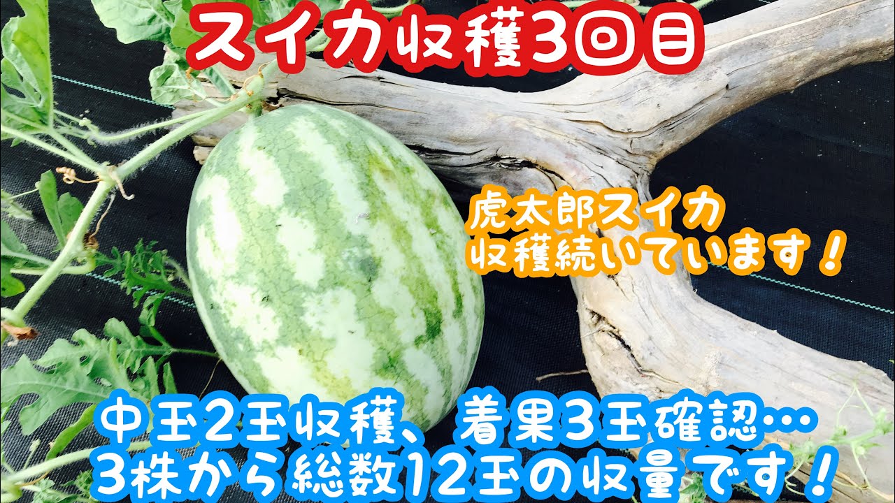 Video of home gardening: 