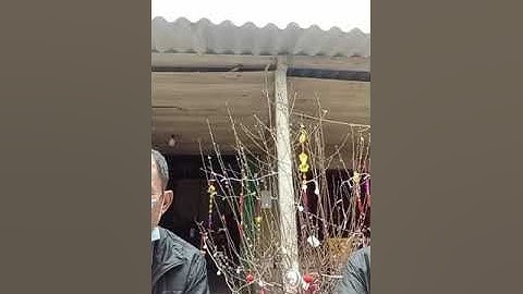 páo dung ngày tết được copy lại