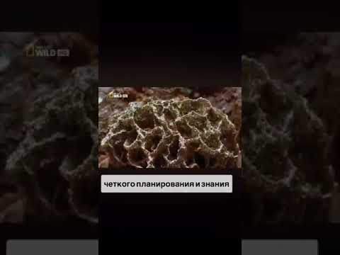 Теория вероятности #бог #2025 #природа #создатель #вселенная #мысли #дисциплина #топ