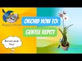 Orchid how to gentle repot