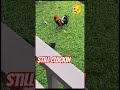 chicken walking around with an arrow through it..😥. #shorts #chicken #animals #bird #shot #arrow