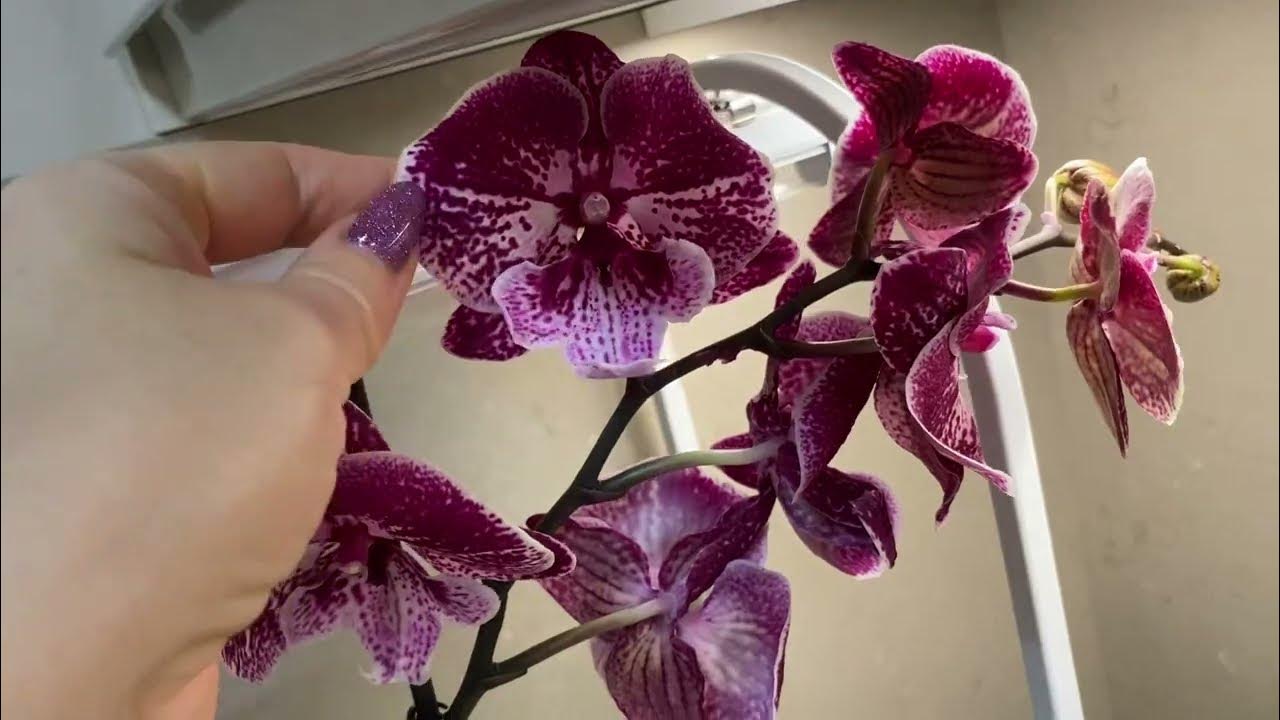 На продажу: Орхидея Фаленопсис 'Веницианский Карнавал' ... биг лип (Phalaenopsis