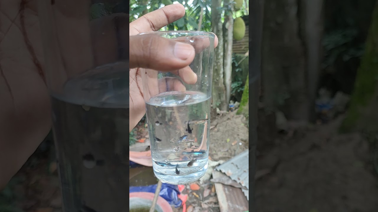 Blue Panda Guppy Fry-2 Month
