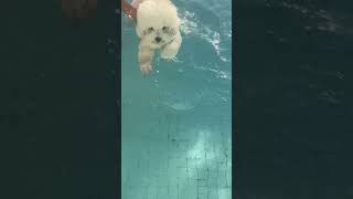 헛둘헛둘💦#강아지 #비숑#비숑프리제 #강아지수영 #귀여워 #cute #mypet #애견동반풀빌라#휴가#여행#개헤엄 #shorts