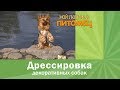 Дрессировка йорка. Чему можно научить?