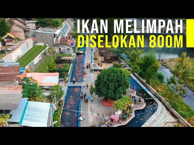 Warga Sulap Selokan Penuh Sampah Jadi Kolam Ikan. Panen Ikan Berlimpah class=