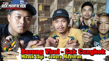 BURUNG IMPORT MASTERAN YG LAGI VIRAL CUCAK CUNGKOK TROTOL - DEWASA