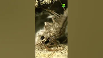Не обижайте безобидную мухоловку