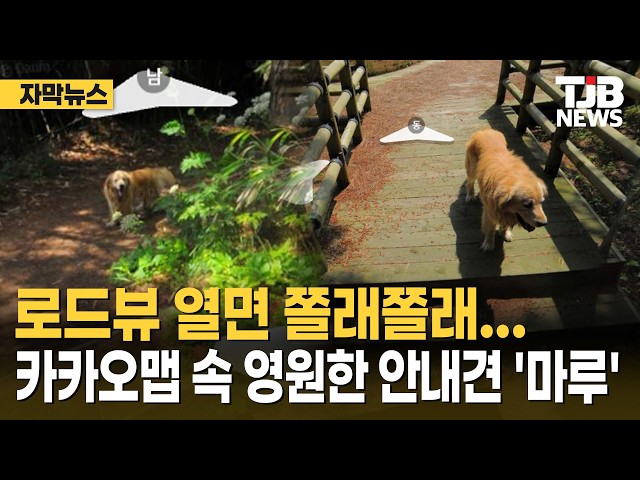 로드뷰 열면 쫄래쫄래… 카카오맵 속 영원한 안내견 '마루'｜ TJB 대전·세종·충남뉴스
