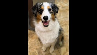 AKC Intermediate Trick Dog (TKI), Sonia