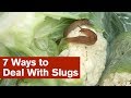 7 Ways to Deal With Slugs