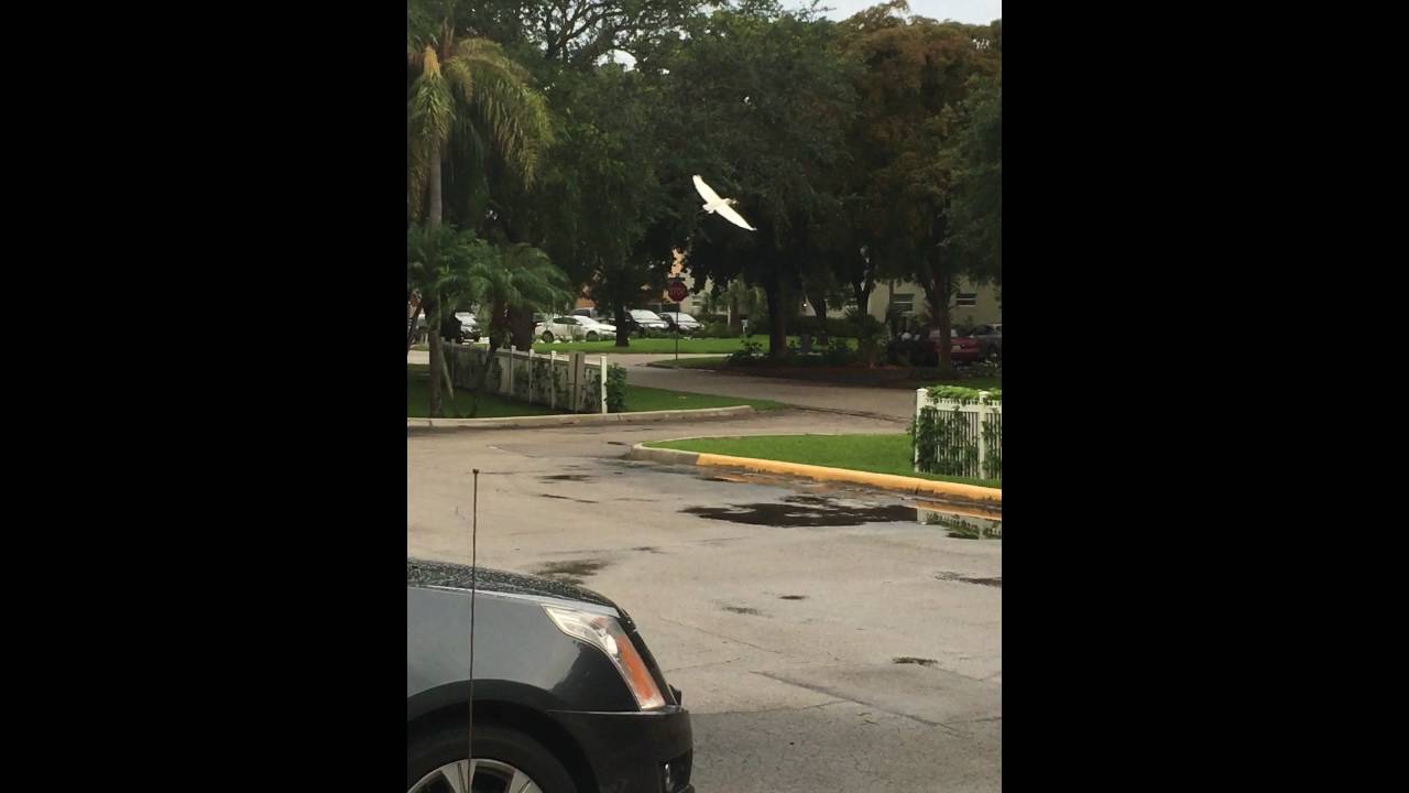Baby Duck vs. Great Egret Egret Kills & Eats Baby Duck