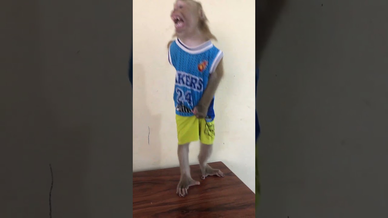 Monkey Jason Communicate With Dad 