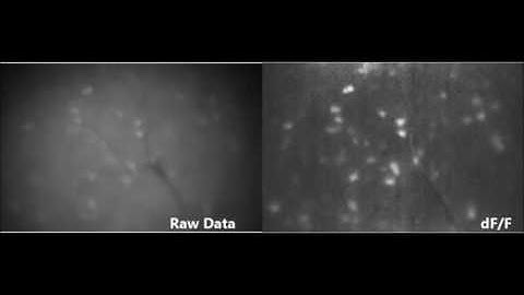 In vivo imaging with Miniscope in hippocampus CA1