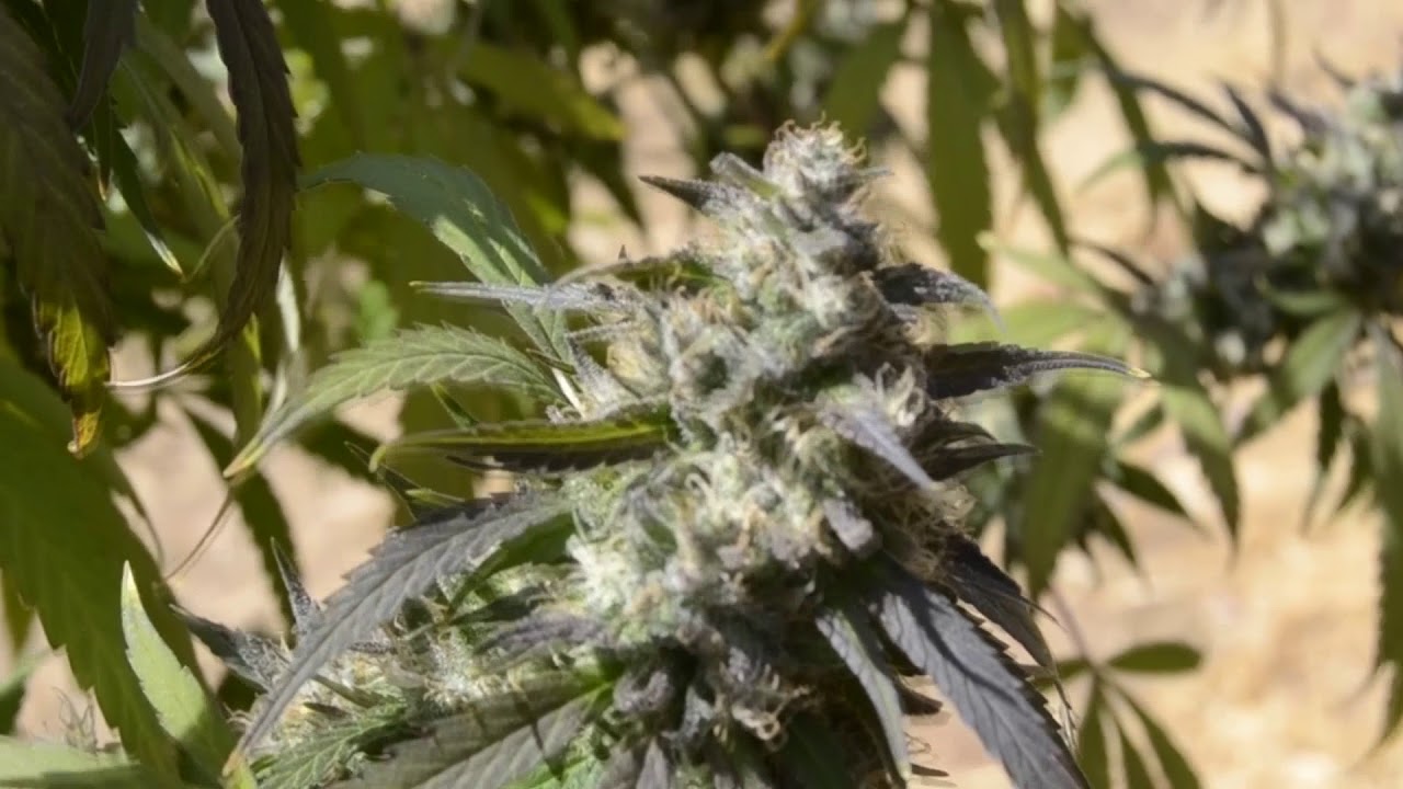 2017 outdoor grow pre harvest