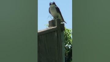 Tree Swallow Singing on Bird Box | Peaceful Birdsongs #Shorts #nature #birding