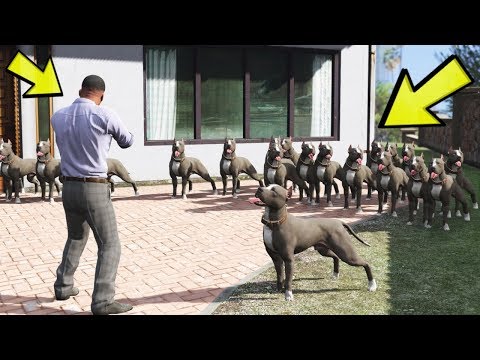 KANLI EVI PITBULL KÖPEKLERI KORUYOR !!! - GTA 5