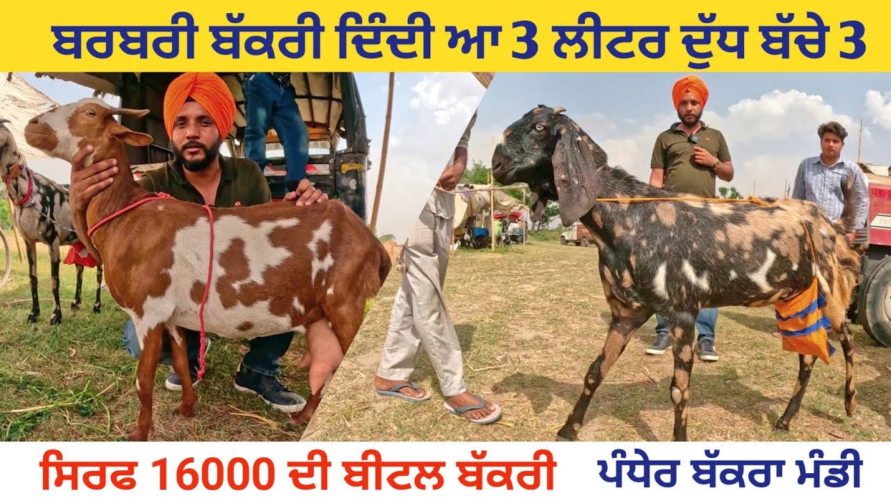 ਬਰਬਰੀ ਬੱਕਰੀ 3 ਲੀਟਰ ਦੁੱਧ । Pandher bakra mandi | goat #goats #goat #farming  @iltilanadhuri