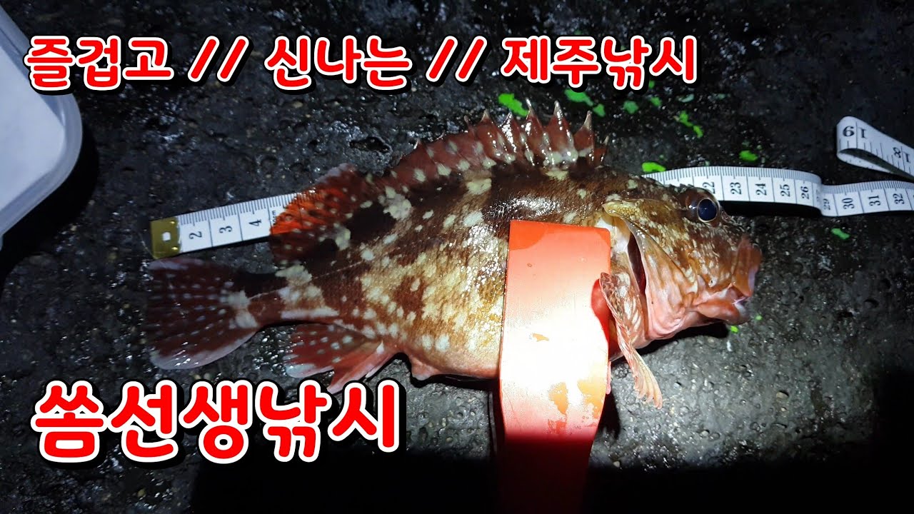 쏨뱅이낚시 // 볼락낚시 뭐가 더 재미날까 - YouTube