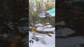 #pescaria #paisagemnatural #preservacaodanatureza #pesca #naturezasurpreendente