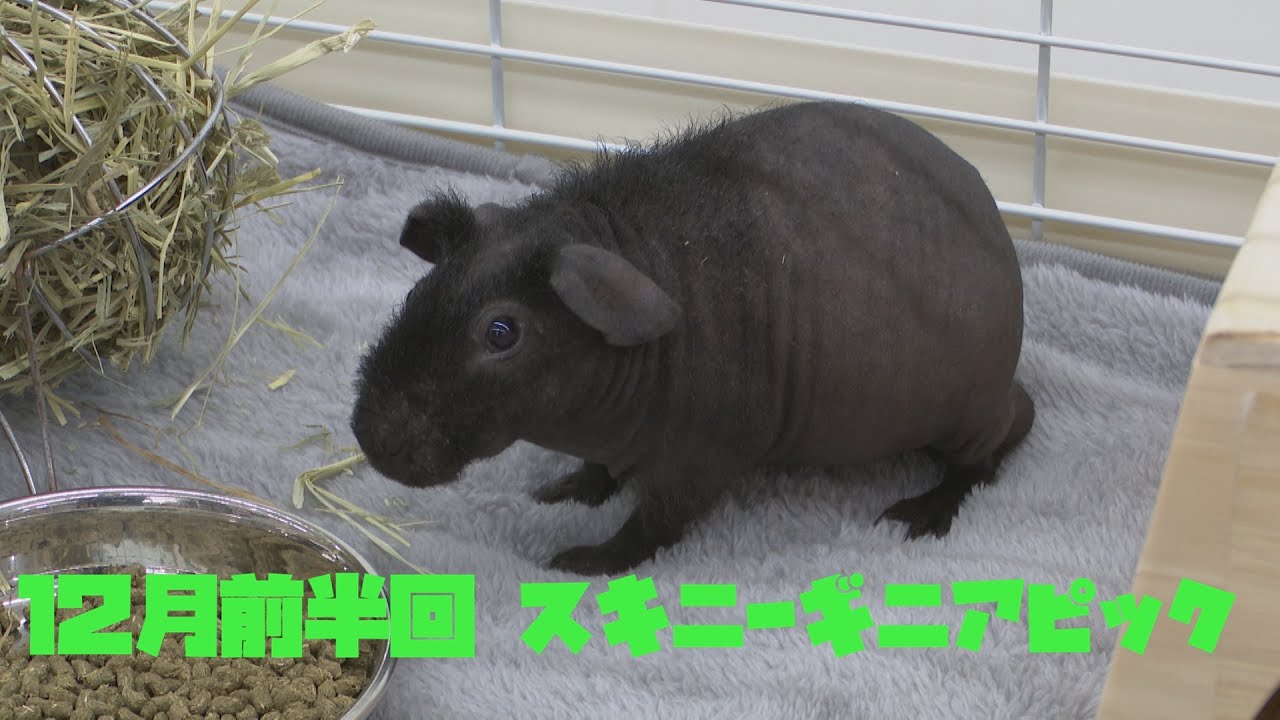 ペットずかん 2025 12月前半回 スキニーギニアピック - YouTube
