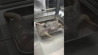 Encontraron este animal raro, ¿Que coso es esto