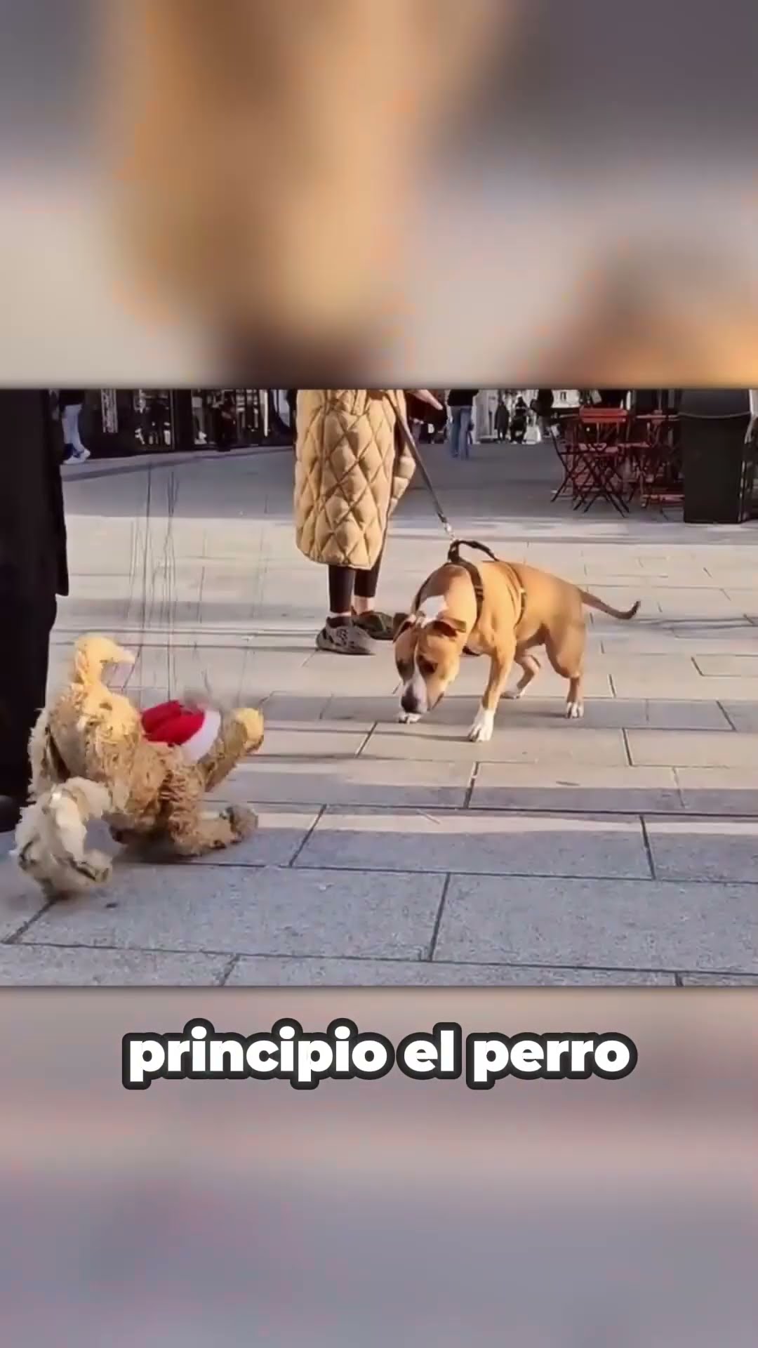 Engaña a los PERROS?