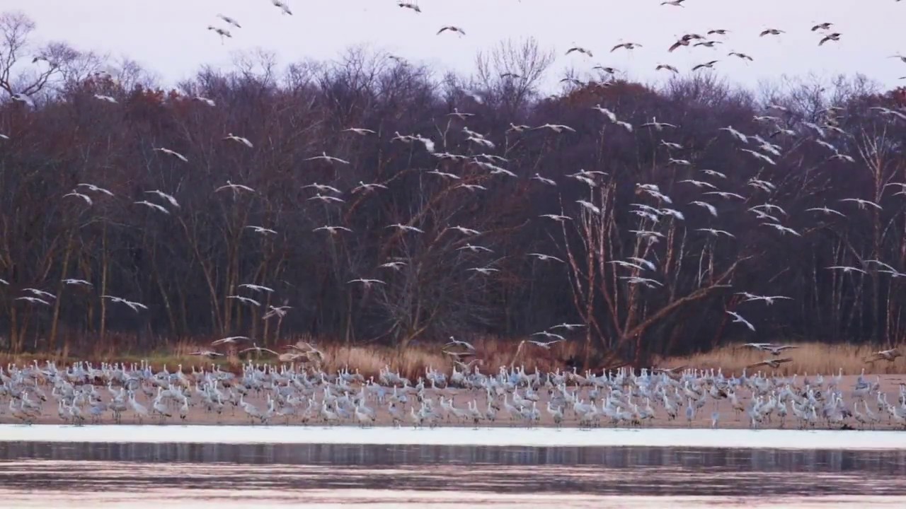 Sandhill Crane Migration Wisconsin River YouTube