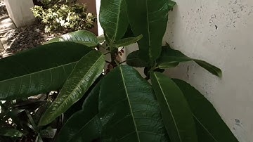 PERFORMANCE TASK 2:MY VLOG; PATTERN IN NATURE.