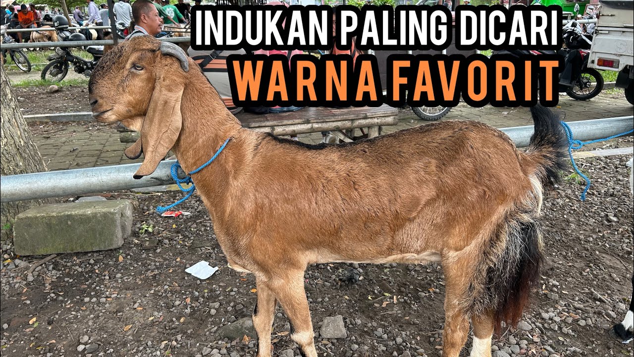 Update Harga Kambing hari ini di Pasar Hewan Dimoro-Blitar. Sabtu, 28 Februari 2026.
