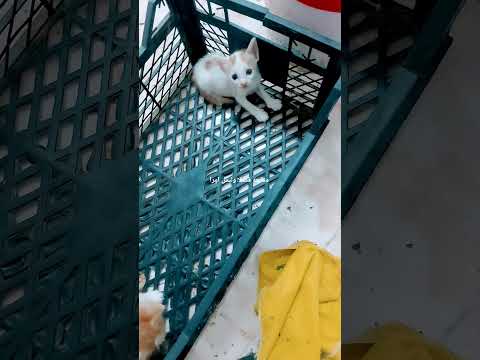 لما تترك القطة لوحدها في البيت وتشوف اللي عملته