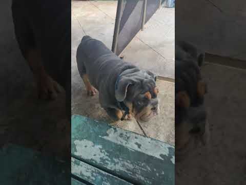 Teddy Wants A Swimming Lesson Puppy TeddyBear 