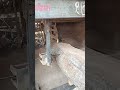 shishim wood 🪵 cutting in machine #wood
