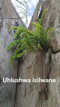 Uhlushwa isilwane
