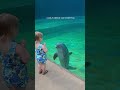 Dolphin stops to talk to toddler at mississippi aquarium