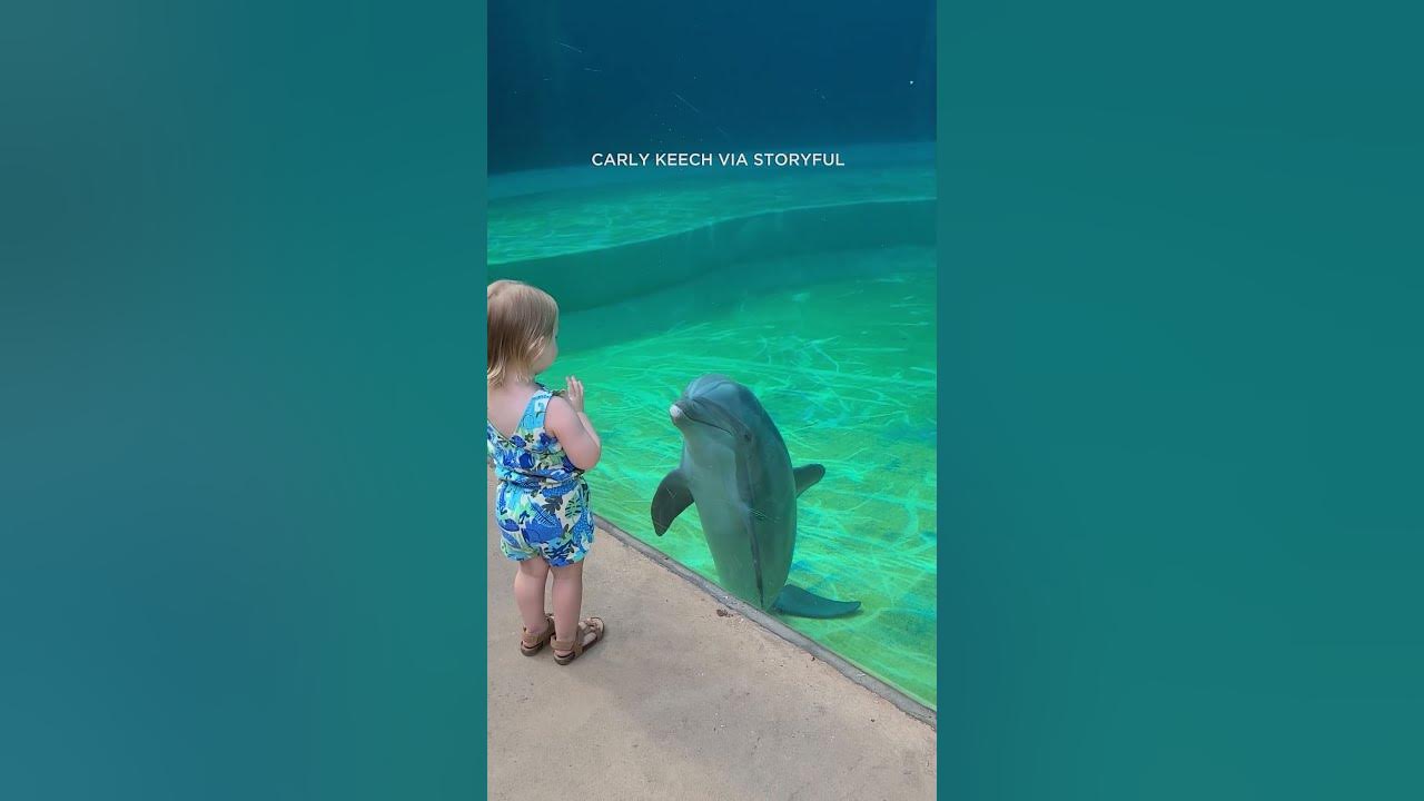 dolphin-stops-to-talk-to-toddler-at-mississippi-aquarium-youtube