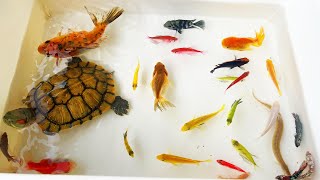 Most Amazing Hunt Axolotl, Betta, Baby Turtle, Koi, Tetra, Angel, Radtang, Spadefish, Ornamental Fis